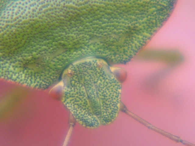 Palomena prasina SJ496853 2012 09 17 No 34.JPG