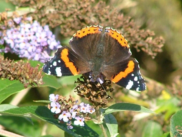 Red Admiral SJ491852 2012 09 22 No 6.JPG