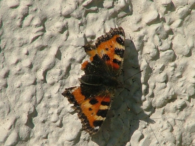 Small Tortoiseshell Worn SJ491852 2012 09 22 No 1.JPG