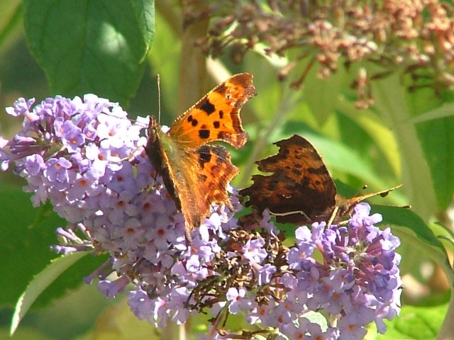 Comma Pair SJ491852 2012 09 22 No 7.JPG