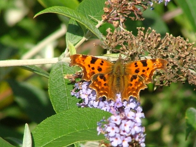 Comma SJ491852 2012 09 22 No 10.JPG