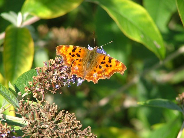 Stoplight Comma SJ491852 2012 09 22 No 14.JPG