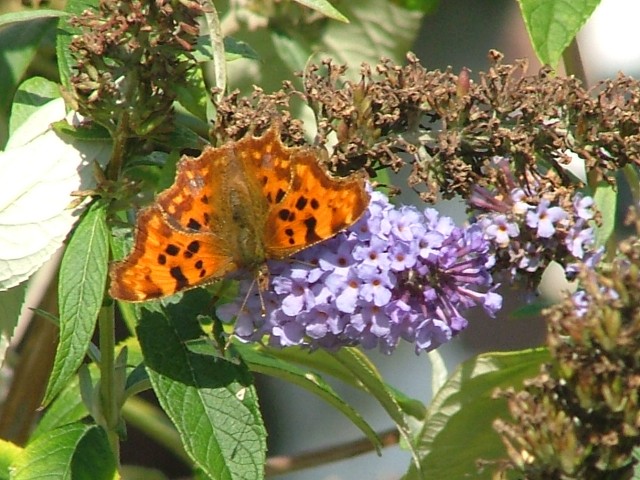 Stoplight Comma SJ491852 2012 09 22 No 38.JPG