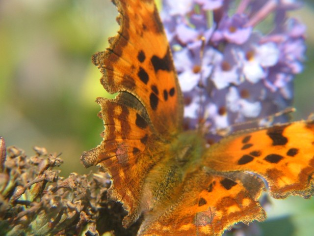 Stoplight Comma SJ491852 2012 09 22 No 62.JPG