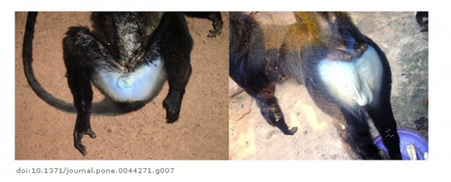 Cercopithecus lomamiensis Blue Arsed Monkey.jpg