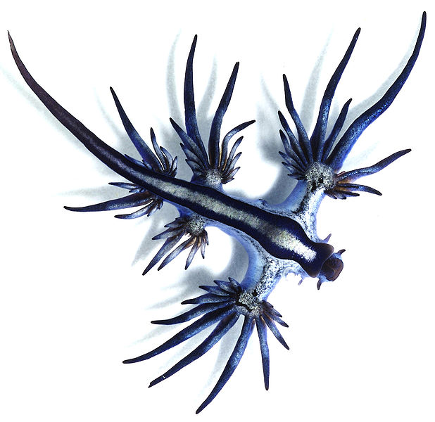618px-Glaucus_atlanticus_1_cropped.jpg