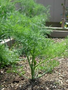 dill.jpg
