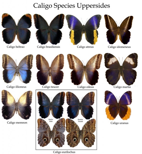 Caligo Species Uppersides Resampled.jpg
