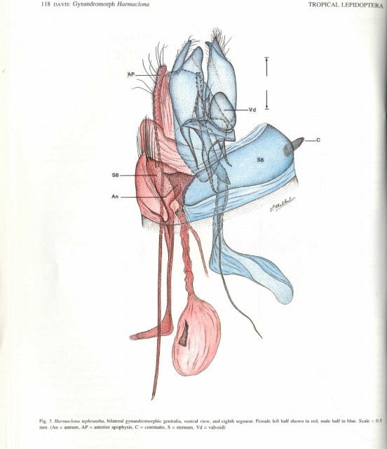 Harmaclona tephrantha Gynandromorph Genitalia Resampled.jpg