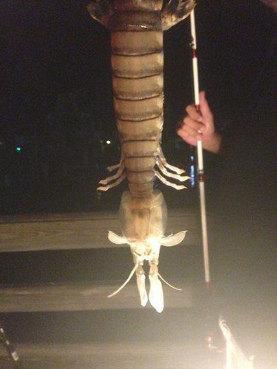 Florida-fisherman-hooks-giant-shrimp-like-crustacean.jpg