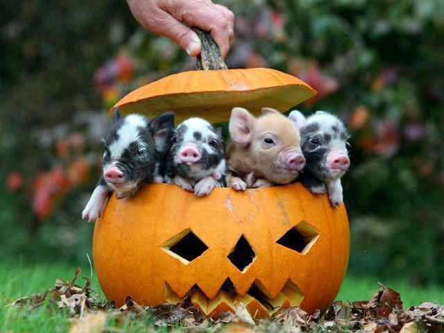 Halloween-Pumpkin-Pigs-Wallpaper.jpg
