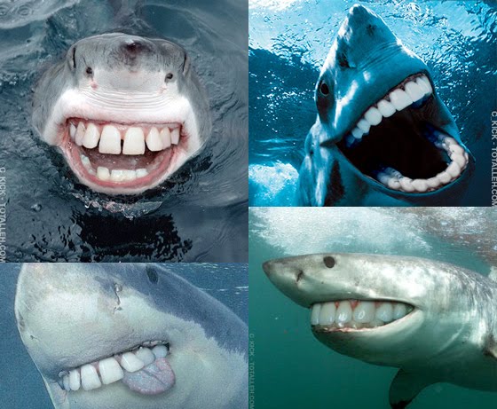 mfwshark.jpg