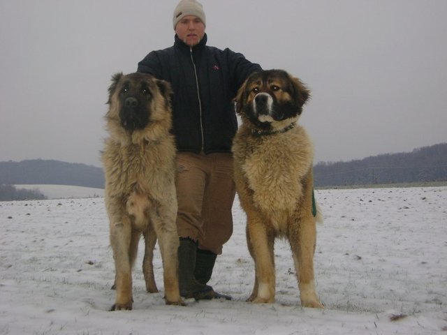 Caucasian Ovcharka.jpg
