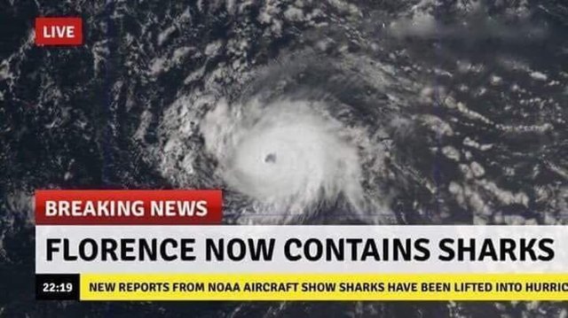 Florence sharks.jpg