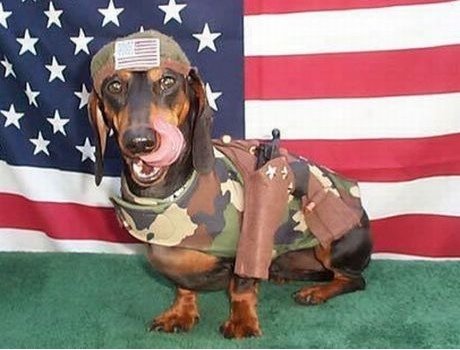 hot dog of war.jpg