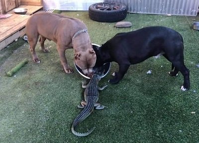 pit bull and aligator.jpg