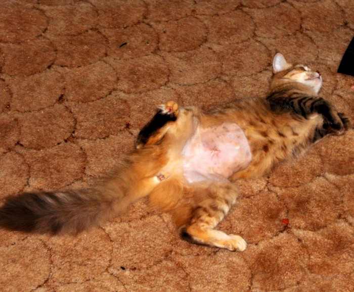 stitches.jpg
