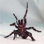 Funnel_Web_Spider__Australia2.jpg