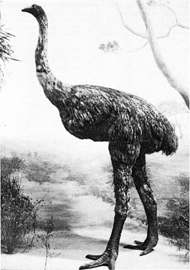 Moa.jpg
