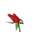 :rose: